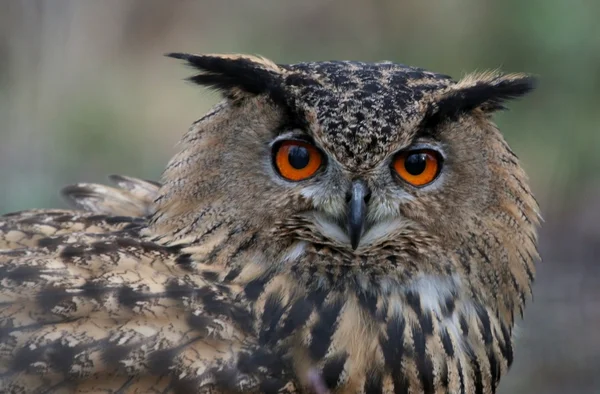 Eagle Owl — Stock Photo, Image