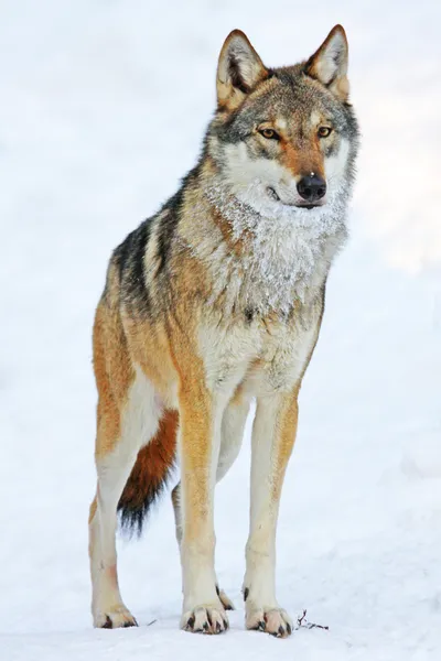 Portret wilk — Zdjęcie stockowe