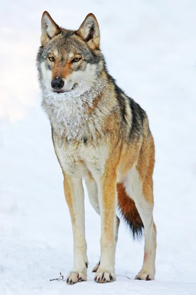Wolfportrait — Stock Photo, Image