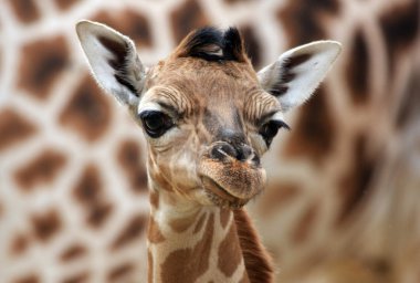 Young giraffe clipart