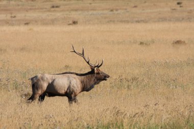 wapiti