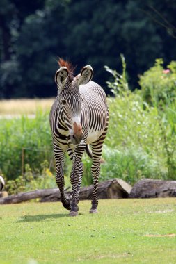 Grevys zebra