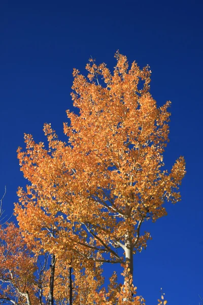 Autumn birch — Stock Photo, Image