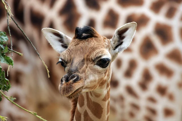 年轻的长颈鹿 — 图库照片