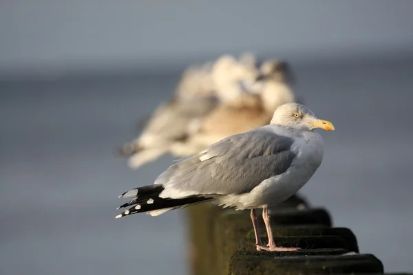 Seagulls in a row — Stock Photo, Image
