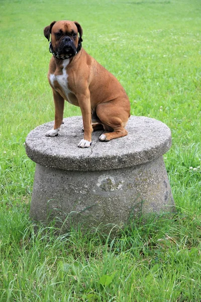 Pies bokser — Zdjęcie stockowe