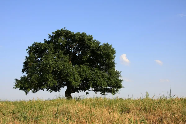 Drzewo dębowe — Zdjęcie stockowe