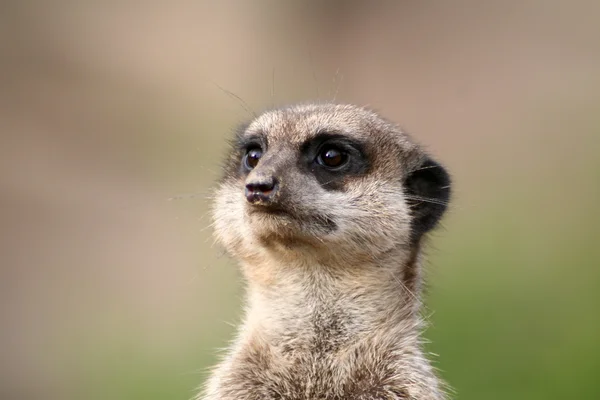 Retrato de Meerkat — Fotografia de Stock