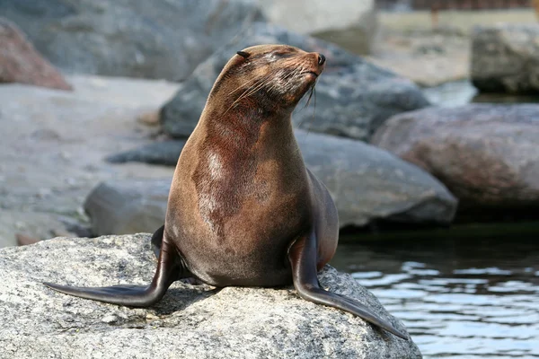 Seal on a rock — Stock Photo, Image
