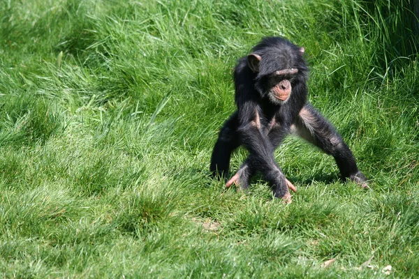 Chimpanzé — Fotografia de Stock