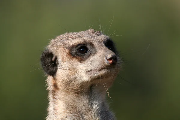 Meerkat. — Fotografia de Stock