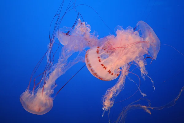 stock image Jelly fish