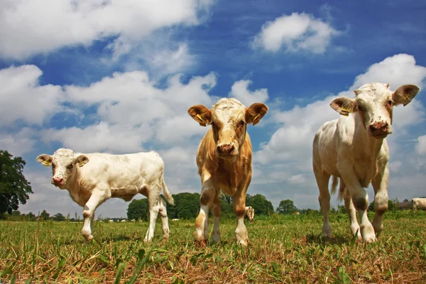 Koeien op een veld — Stockfoto