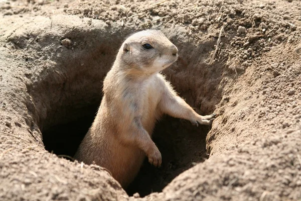 Prairie hond, groundhog — Stockfoto