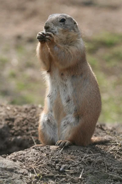 Prairie Dog, Groundhog — Stock Photo, Image