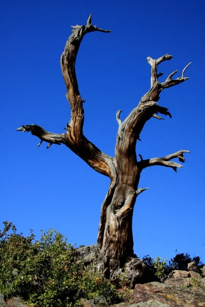 Смерть дерево — стокове фото