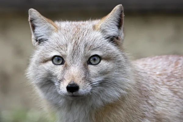 Corsac fox — Stock Photo, Image