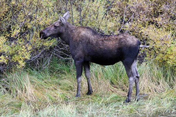 Femakle Moose — Stock Photo, Image