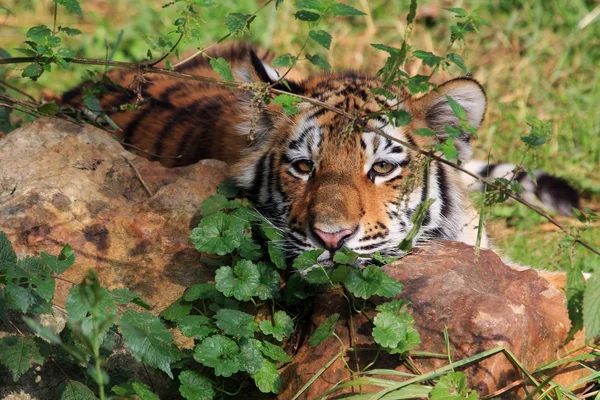 Jeune Tigre de Sibérie — Photo