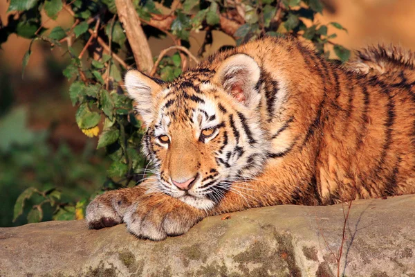Mladí sibiřský tygr — Stock fotografie
