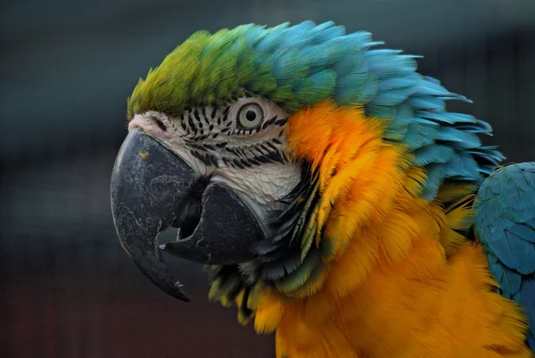Mavi ve Sarı Macaw — Stok fotoğraf