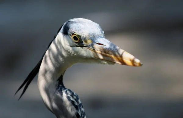 Gray heron — Stock Photo, Image