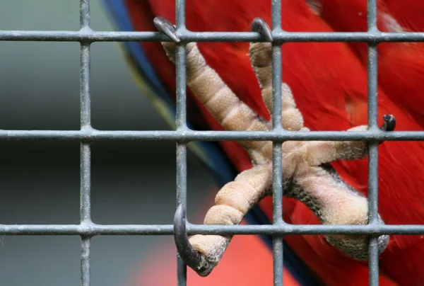 Papoušek dráp — Stock fotografie