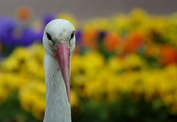 Cigüeña blanca — Foto de Stock