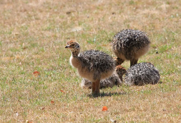 Детские страусиные цыпочки — стоковое фото