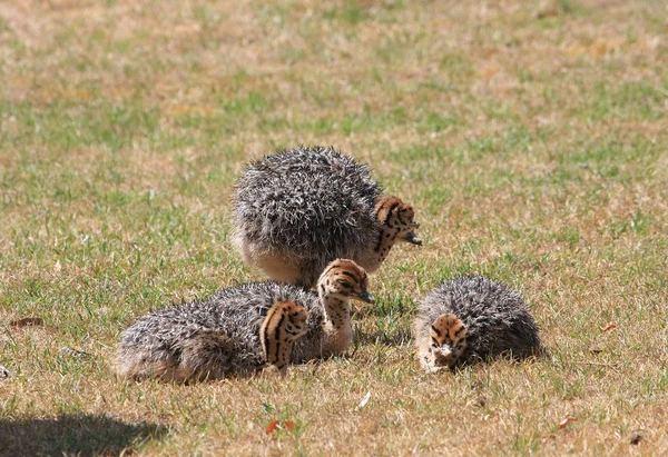 Bebek devekuşu civciv — Stok fotoğraf