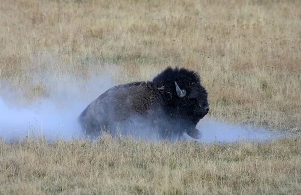 American bison — Stock Photo, Image