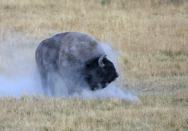 Йеллоустонский бизон — стоковое фото