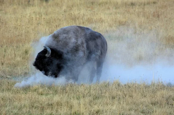 Американский бизон — стоковое фото