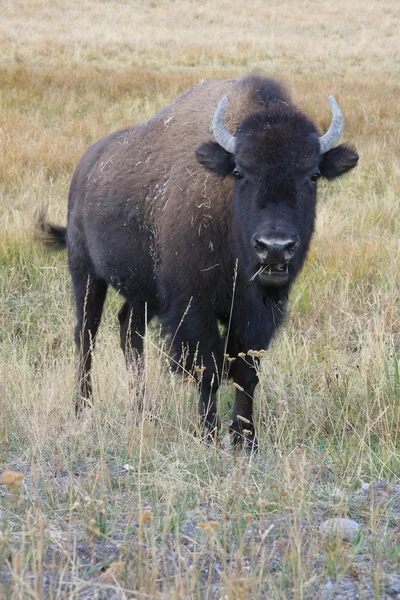 Bisonte-americano — Fotografia de Stock