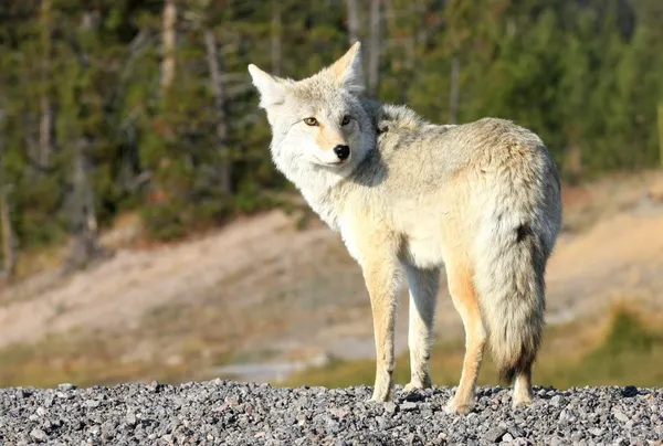 Yellowstone Wolf — Stockfoto