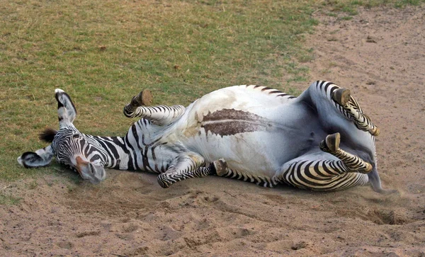 Grevys zebra — Stock fotografie