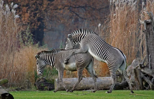 Зебра grevys — стоковое фото