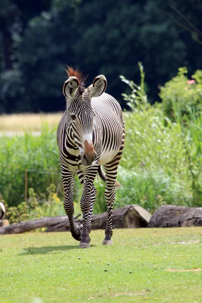 Grevys zebra — Stock Photo, Image