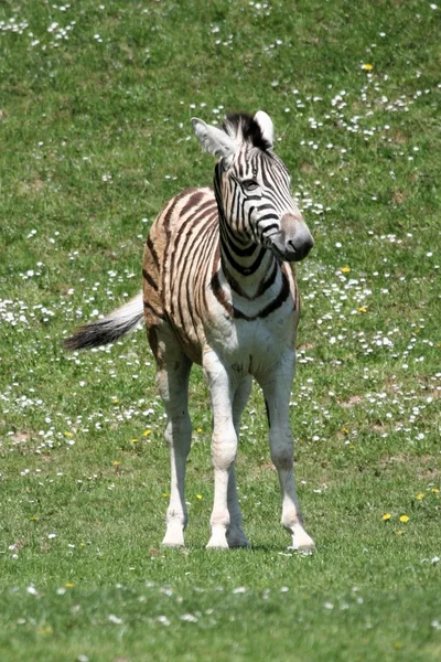 Grevys zebra — Stock Fotó