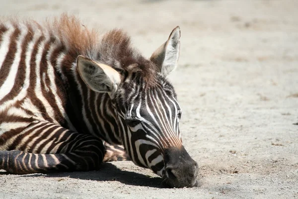 Grevys zebra — Stock fotografie
