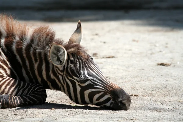 Grevys zebra — Stok fotoğraf