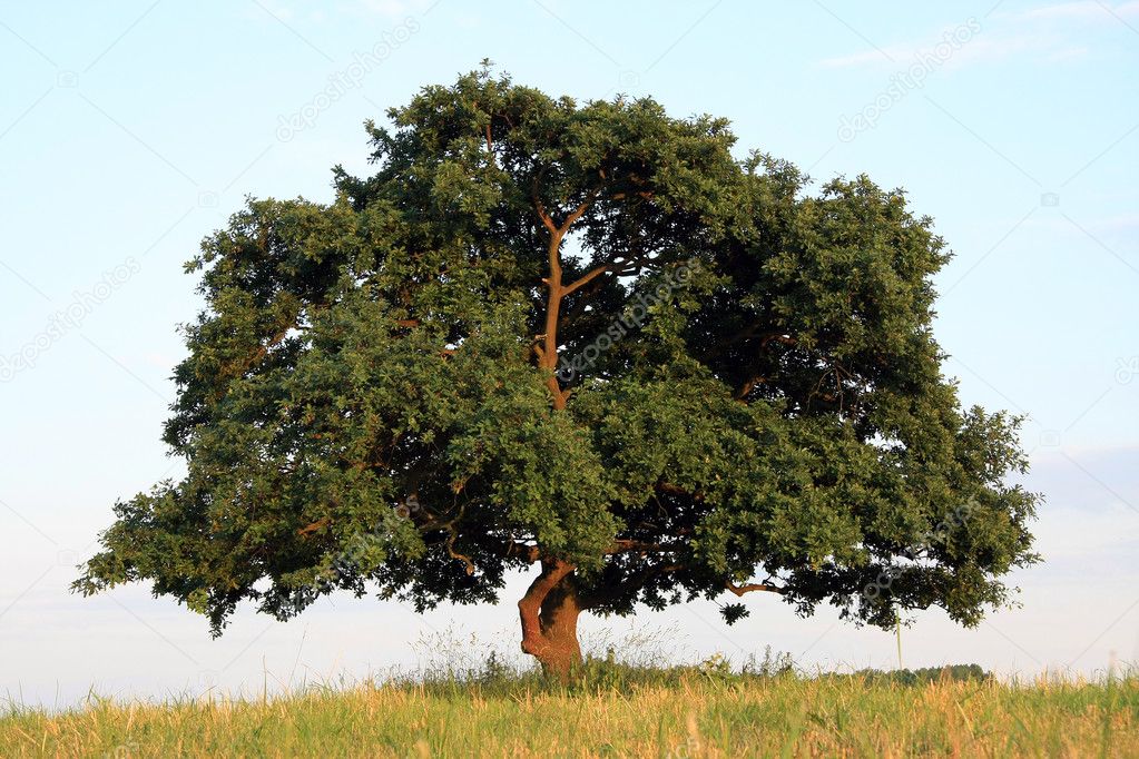 Oak tree