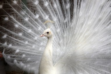 White peacock clipart