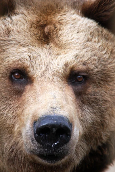 Brązowy niedźwiedź — Zdjęcie stockowe