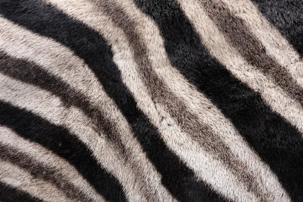 Tło Zebra — Zdjęcie stockowe