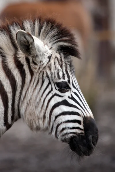 Jovem Zebra — Fotografia de Stock