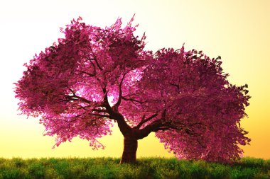 Cherry Blossoms Trees 02 clipart