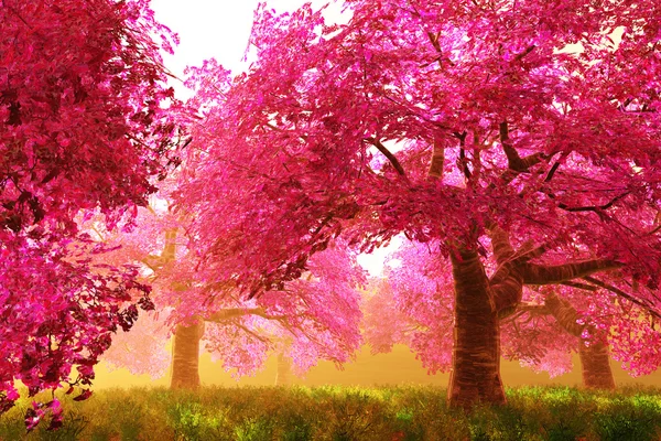 Drzewa wiśniowe kwiaty 01 — Zdjęcie stockowe