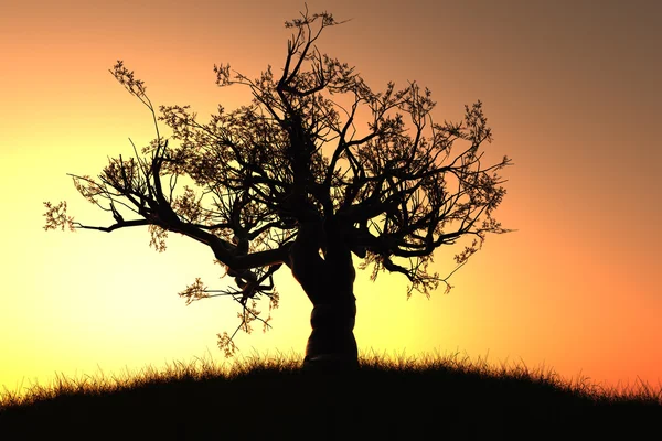 Самотнє дерево під час заходу сонця / сходу сонця 3D рендерингу — стокове фото