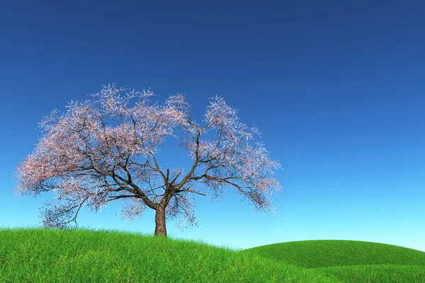 Çayır 3d render ağaçta yalnız kiraz çiçeği — Stok fotoğraf